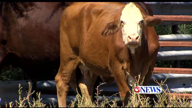 Agriculture Officials And Ranchers On Alert Following Recent Case Of Anthrax Found In Cow 4414