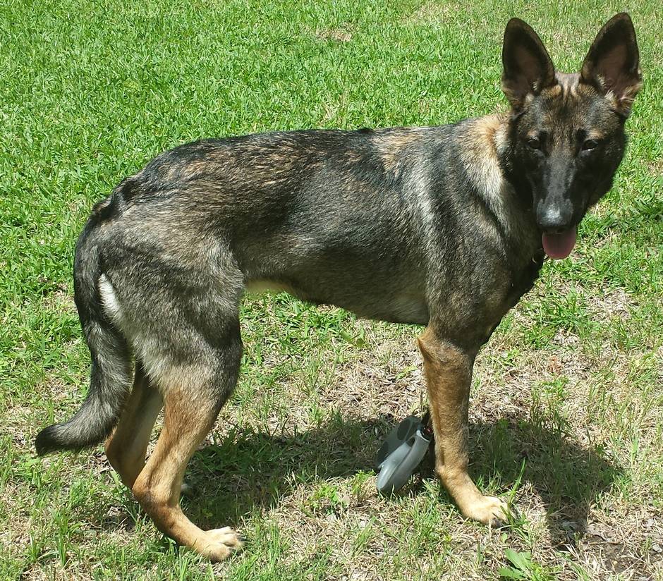 are german shepherds good for disability