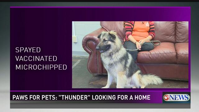 Paws For Pets Thunder Kiiitv Com