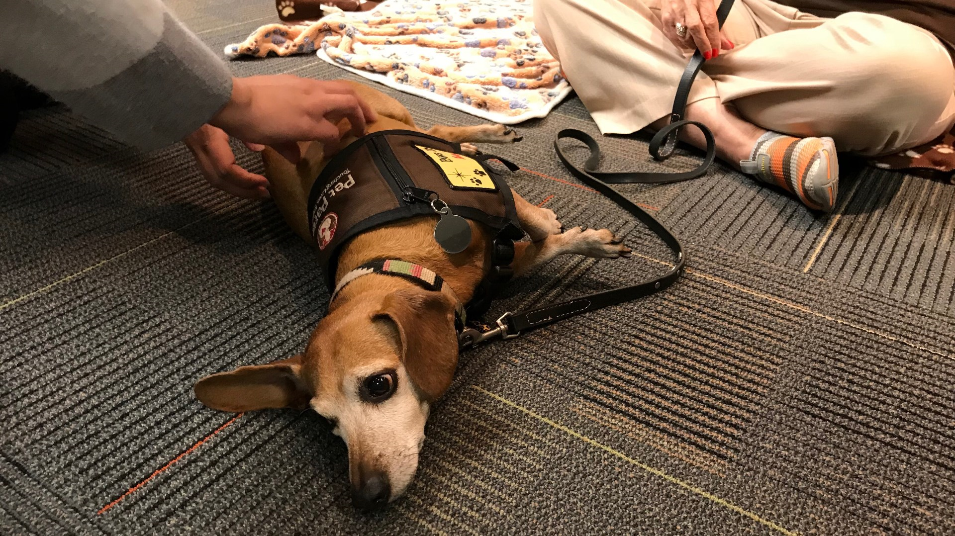 Therapy dogs help Del Mar College students relieve midterm stress ...