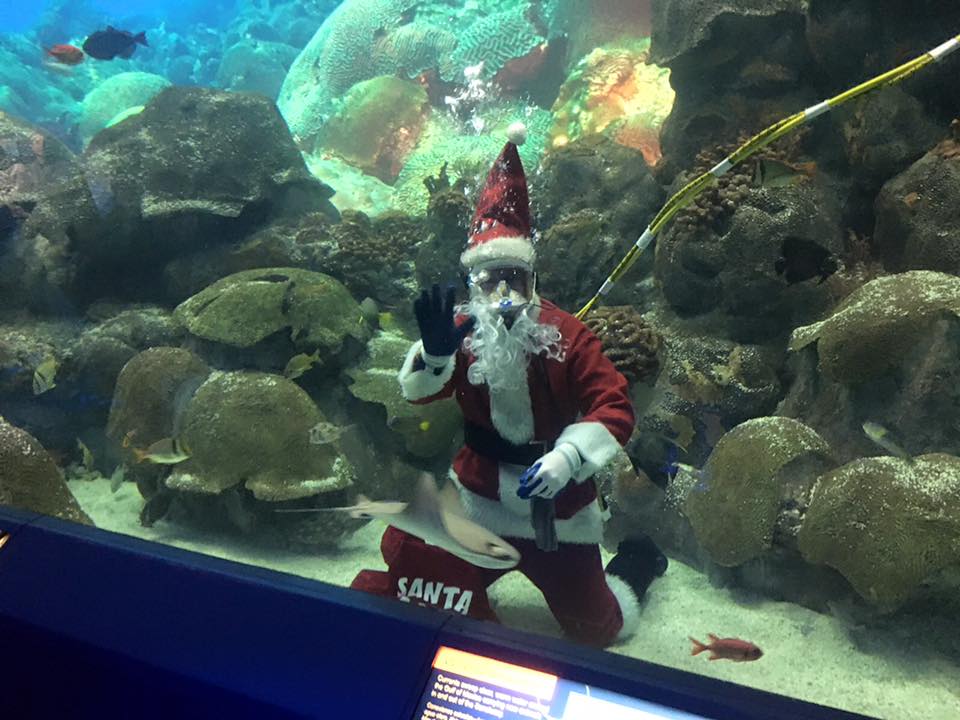 Scuba Santa at the Texas State Aquarium | kiiitv.com